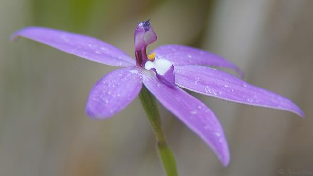 A side angle close up of an orchid flower. It's purple with 5 elongate petals, a hooded section in the centre with a white landing pad beneath for insects.  Blurry background.