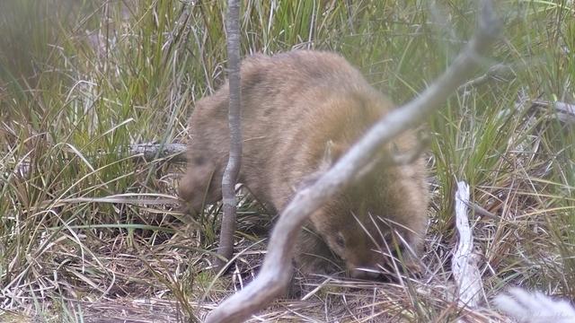 A wombat on the move, searching for food. digging up roots. Blurred tree branches in the foreground, low sword grasses fill the frame.