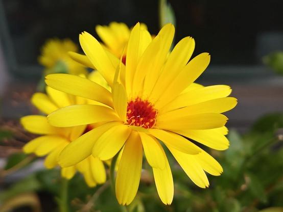 Nahaufnahme einer gelben Ringelblume. Die Blütenblätter sind lang, schmal und gleichmäßig angeordnet. In der Mitte der Blüte befindet sich ein kleiner, orange-roter Blütenkern. Im Hintergrund sind weitere unscharfe Ringelblumen sowie grüne Blätter zu erkennen. Die Farben der Blütenblätter wirken lebhaft und kräftig.