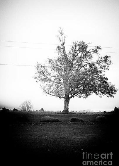B&W photo of a lone tree in a field as autumn arrives