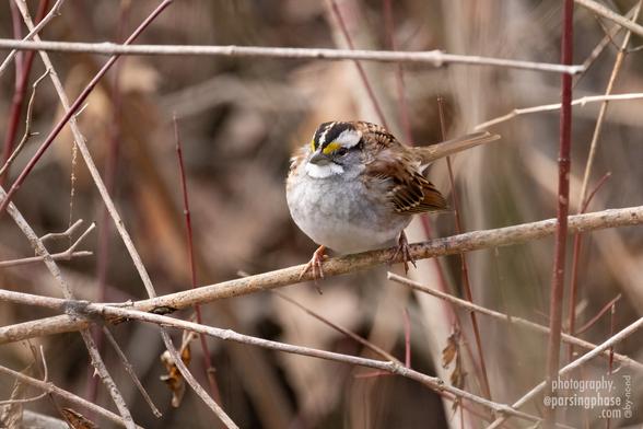 Its body fluffed out to be an almost perfect sphere, with just head, tail and feet protruding, a White-throated Sparrow perches on a branch.