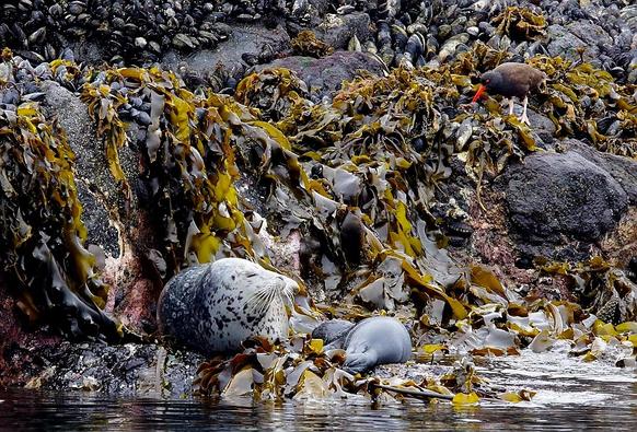 1 oystercatcher & 3 harbour seals(one is sleeping & not as visible) - on a giant kelp covered, blue mussels encrusted rocky islet.
The seals are resting on lower rocky shelf.
The black oystercatcher bird, with cream-pink legs & bright red beak is picking at shellfish on a rock above, to the right.