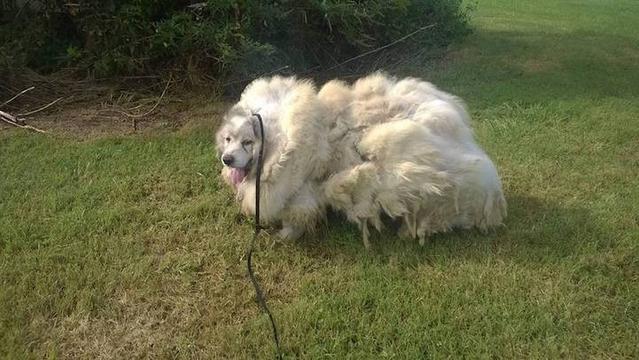 la-tonte-d-un-patou-apres-6-ans-de-poils-qui-le-font-ressembler-a-un-mouton-1