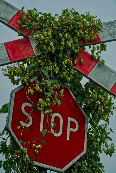 Stop sign with Saint Andrew's cross above it, covered with lots of hop cones.