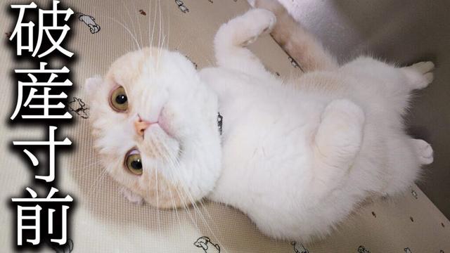 現実は厳しいです破産寸前...