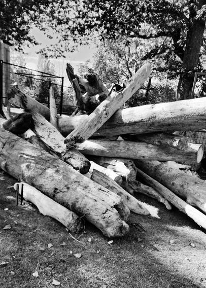 Large pile of driftwood logs on grassy beach area.
Black and white photo.