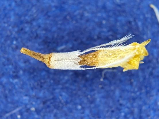 Daisy seed with a pappus of scales ending in feathery bristles.