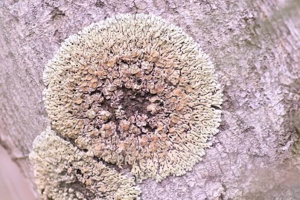 Two circular patches of lichen growing on a tree trunk, adjacent to each other.  It's a pale green around the edges, slightly yellowed towards the centre, with cup shaped growth.
