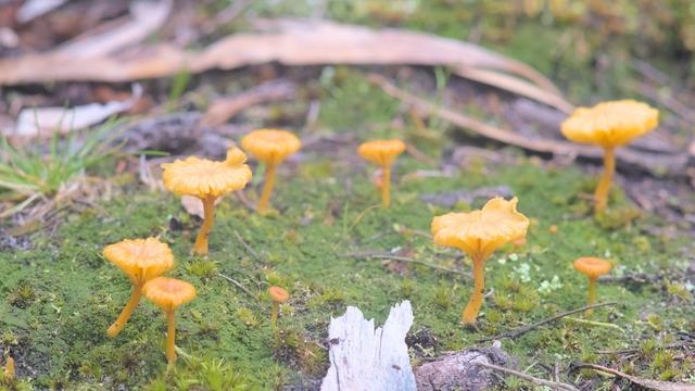 Several small orange-yellow, mushroom-shaped fungi sprout from a patch of bright green moss.  Bark, leaves and tiny grasses in the background.