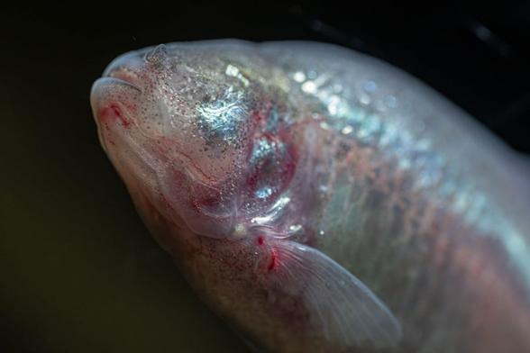 Underwater photo of a pale fish without eyes