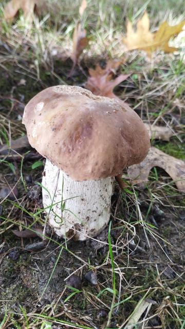Na fotografía vese un fermoso exemplar de Boletus