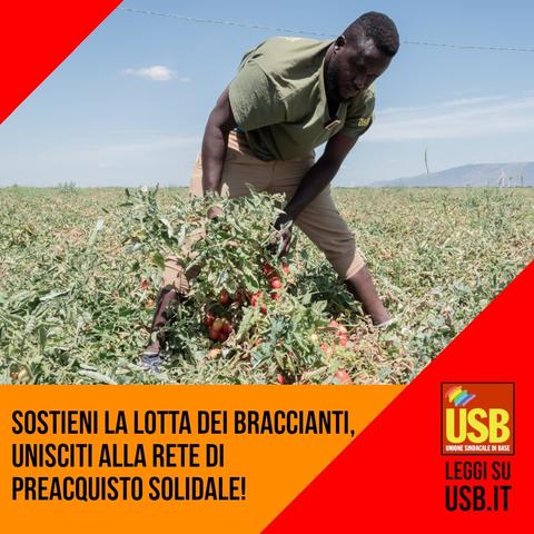 un bracciante africano mentre raccoglie pomodori