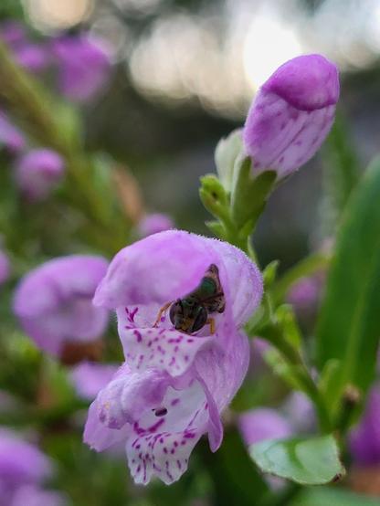 A metallic green sweat bee tucked inside the tube-shaped flower of an obedient plant. The bee is head pointing outwards of the pink flower with purple specks. The ends of the petals are floppier and droops attractively. More flowers and green leaves fill out the background.