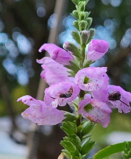 Two metallic green sweat bees sleeping upside-down inside the tube-shaped flowers of an obedient plant. The bees are heads pointing outwards of the pink flower with purple specks. The ends of the petals are floppier and droop attractively. The flowers are open in the.middle of a flower stalk. Finished and pending flowers are above and below this cluster on the stalk.