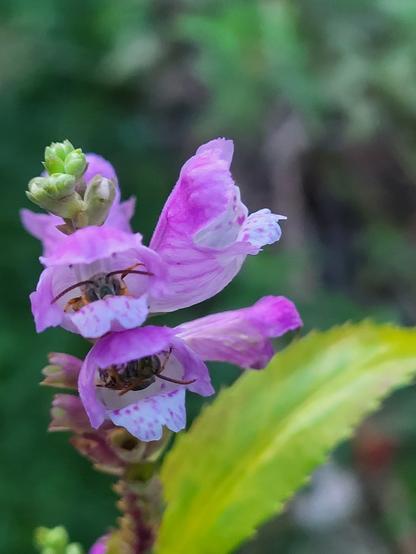 Two metallic green sweat bees inside the tube-shaped flowers of an obedient plant. The two occupied pink and purple speckled flowers are vertically stacked, one above and one below. Both bees are heads pointing outwards but the upstairs bee is right-side up and the downstairs bee is hanging from the ceiling upside-down. The ends of the petals are floppier and droop attractively. Other flowers and one yellowing leaf fill out the close up picture.