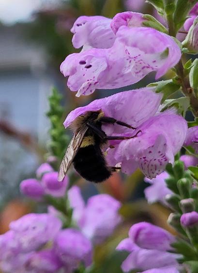 One sleeping bumblebee with its head inside the tube-shaped flower of an obedient plant. It is too big to fit completely inside so it has anchored legs on the flower below and stuffed through what upper body fits. Other pink and purple flowers and unopened buds fill out the photo.