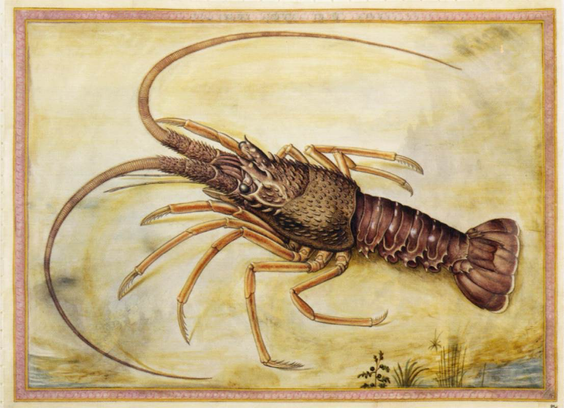 natural history art, color illustration in landscape orientation of a Mediterranean Lobster specimen on beach