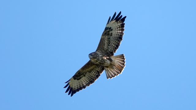 A buzzard seen from below flying with its wings and tail feathers spread wide. Its tail is light and brown, its wide wings much darker in places.