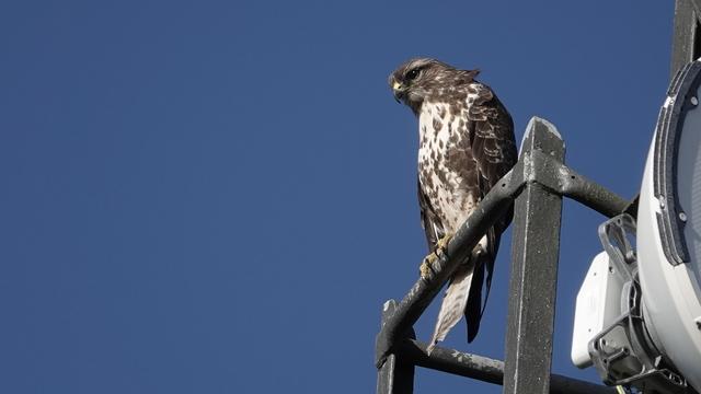 A buzzard seen close up, perched high on a communications tower, facing left against a clear blue sky, looking over the city of Dundee