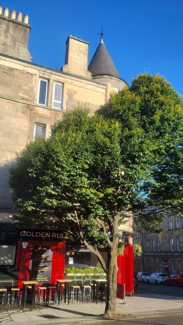 Large tree, still mostly green leafed, in front of the Golden Rule pub & Victorian tenements, in autumn light