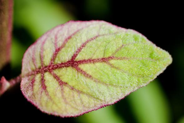 A close up macro photograph of a leaf taken at the Adelaide Botanic Garden on a sunny spring day. The leaf is green with dark red veigns and edges and covered is soft hair. Only parts of the leaf are sharply in focus with the rest of the leaf being softer and the background completely blurred. The background is mostly darker green and black.