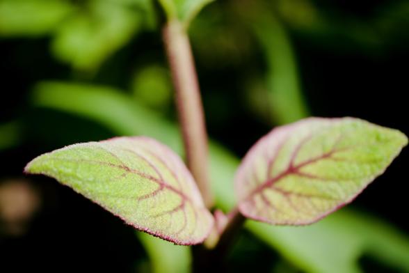 A close up macro photograph of two leaves taken at the Adelaide Botanic Garden on a sunny spring day. The leaves are green with dark red veigns and edges and covered is soft hair. The leaves kind of mirror each other and are on the end of the same branch which is in the background above. Only parts of one leaf are sharply in focus with the rest of the elements of the image getting softer the further away they are. The background is mostly darker green and black.