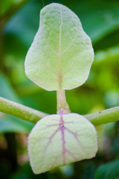 A close up macro photograph of two leaves taken at the Adelaide Botanic Garden on a sunny spring day. The leaves are green with dark red veigns and edges and covered is soft hair. The leaves kind of mirror each other virtically and are on the same stem which is in the background tilting up at a slight angle from each side. The lower leaf curls behid itself at the bottom. Only parts of the top leaf are sharply in focus with the rest of the elements of the image getting softer the further away they are. The background is mostly darker green and black.