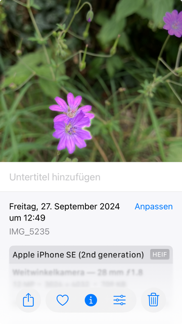 Screenshot von der Fotos App in iOS 18. Zu sehen ist der Info-Bereich für ein Blumenfoto.