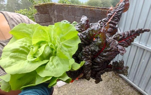 Foto de una lechuga y un manojo de acelgas. La lechuga tiene un color verde claro muy vivo, y la acelga tiene el tallo rojo y las hojas más oscuras, casi marrones.