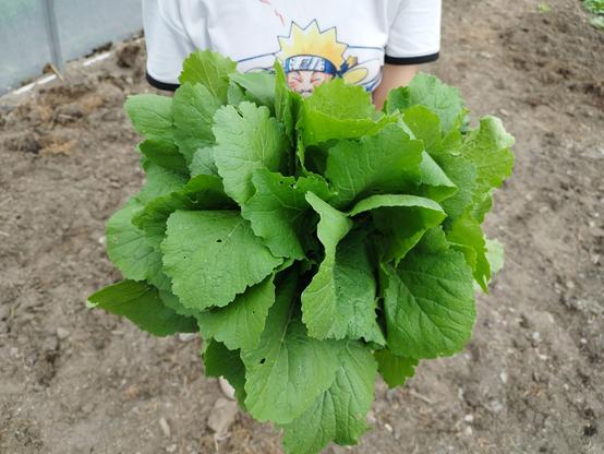 Foto de un manojo de nabizas.