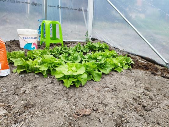 Foto de unas lechugas plantadas en la tierra, son de color verde claro. Están dentro de un invernadero, se puede ver un taburete de plástico de color verde, un cubo blanco y un saco de tierra para semilleros.