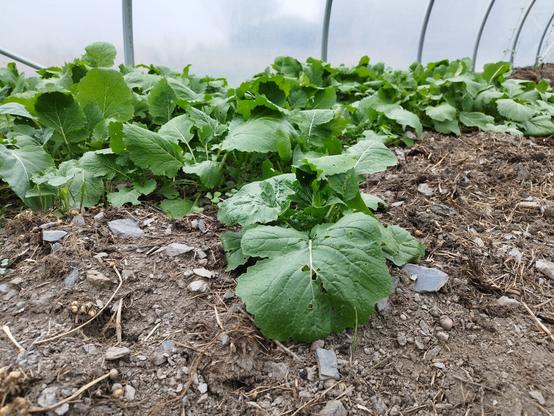 Foto de las hojas de unos nabos plantados en el invernadero. Son de color verde oscuro y miden unos treinta o cuarente centímetros de largo.