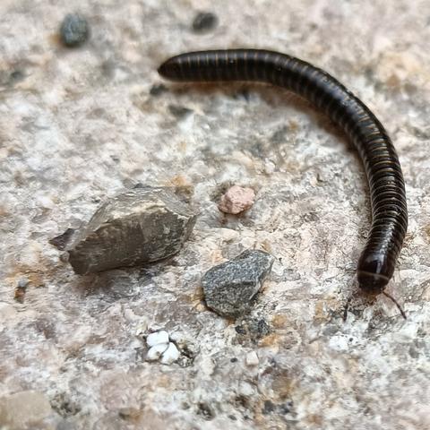 ein kleiner dunkelbrauner, fast schwarzer tausendfüßer auf einem hellen stein, zu einem drittel-kreis gekrümmt, kopfende mit den 2 kurzen gekrümmten fühlern zu uns. auch im bild: ein paar keine splitt-steinchen