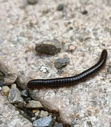 der selbe tausenfüßer etwas später, jetzt ist er bei der kante des steins angekommen und guckt hinunter, in die mit mehr splitt-steinchen gefüllte fuge zum nächsten pflasterstein