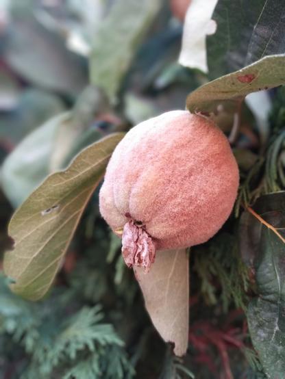 A pink-coloured fruit about the size of a fist with a velvety-furred skin hangs from a narrow branch in the middle of a tree with dark green leaves.
Eine roséfarbene etwa faustgroße Frucht mit einer samtigpelzigen Schale hängt an einem schmalen Ast inmitten eines Baumes mit dunkelgrünen Blättern.