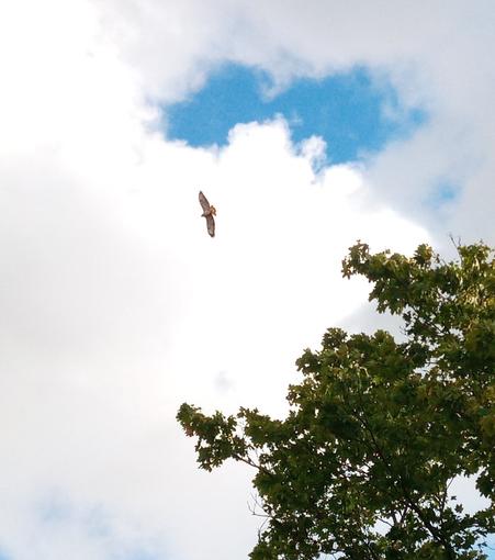 Das Foto zeigt einen Greifvogel im Flug, von unten fotografiert. Im Hintergrund Wolken und ein Stück blauer Himmel, am Rande ragt ein Baum ins Bild.