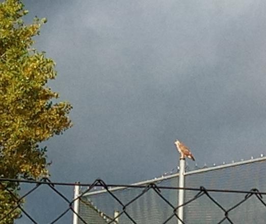 Das etwas unscharfe Foto zeigt einen sitzenden Greifvogel auf einem hohen Zaun vor dunkeln Wolken. Am Rand ragt ein Baum ins Bild.