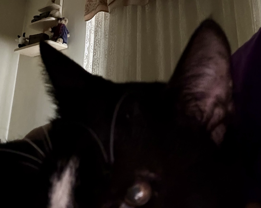 A Tuxedo cats brown eyes and black ears only show, with lace curtains in the background. Whiskers glimmer and his ears are most prominent. The cat wishes all a Good Friday.