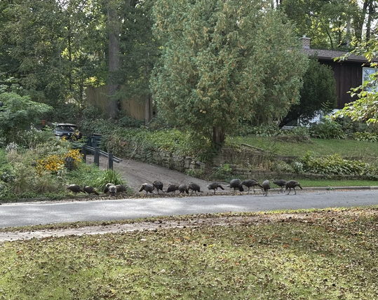 A good dozen-plus female turkeys are gathered at the end of a driveway on the street, all with their heads down, eating.