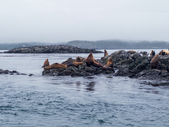 Stellar Sea Lions lounging on rocky coastal terrain with calm waters in the foreground and distant, misty islands in the background.