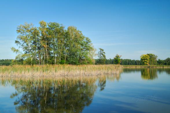 A scene in the afternoon sun. The photo shows a pond with a forest in the background. On the left side of the frame a strip of reeds and behind it a group of trees. Deep in the frame, to the right, grows the oak tree, whose leaves have already begun to turn yellow and gold. Above the trees and forest a bright blue, cloudless sky. Trees and reeds are reflected in the slightly blurred water of the pond.