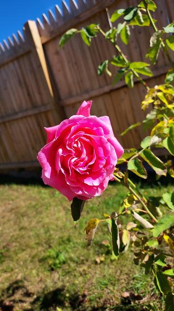 a bright pink rose, with a wooden fence in the background