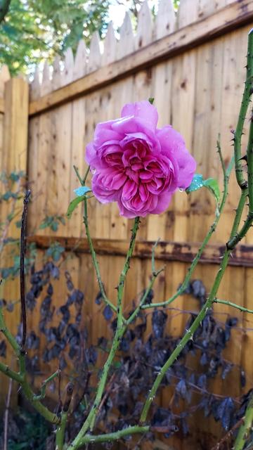a bright pink full-faced rose