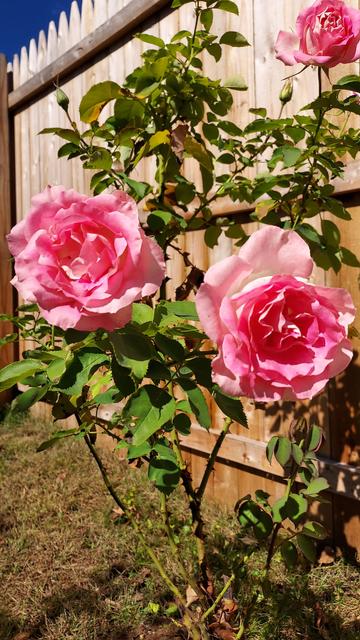 three pink roses in the sun