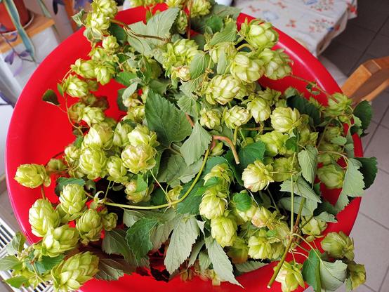 In einer roten Schüssel liegen grüne Hopfenzapfen mit ihren Blättern. Die Zapfen sind kegelförmig und dicht an den Zweigen gewachsen, umgeben von zahlreichen dunkelgrünen Blättern. Die Anordnung wirkt frisch geerntet, mit den kräftigen, leicht glänzenden Farben des Hopfens. Im Hintergrund sind unscharf ein Tisch und Stuhl zu erkennen.