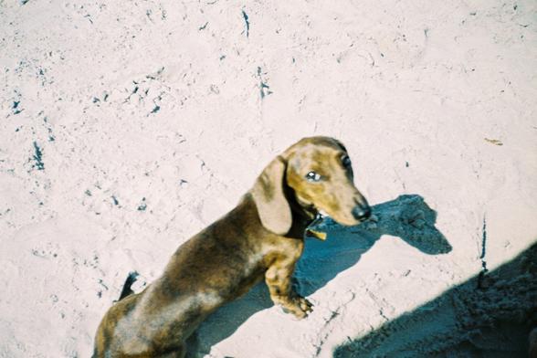 A photo of a dog on the beach, looks straight to a camera.