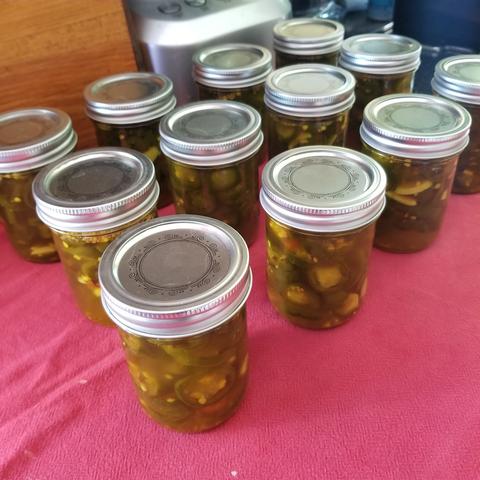 12 half pint jars of candied jalapenos cooling on the counter.