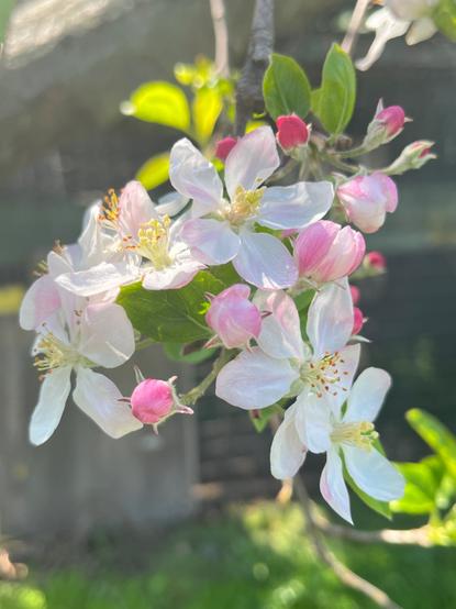 Close-up of delicate apple blossoms on a tree in spring. The flowers have soft white and light pink petals, with some unopened buds showing deeper pink. Bright yellow stamens are visible in the center of the open blossoms. Green leaves surround the flowers, and a blurred background of greenery and light create a peaceful, natural scene