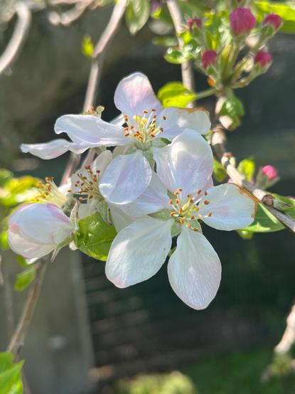 Close-up of white apple blossoms with light pink accents on a tree in spring. The petals are soft and translucent, with yellow stamens at the center. Behind the open flowers, smaller buds are visible, still deep pink and unopened. The blurred background features green leaves and sunlight