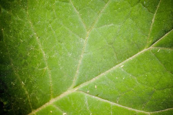 A close up macro photograph of details of a leaf taken at the Adelaide Botanic Garden on a sunny spring day. The leaf is green with white veins and covered in short coarse hairs. The is quite a lot of tiny debris on the surface of the leaf. There is a very shallow depth of field so not all of the leaf is sharply in focus.